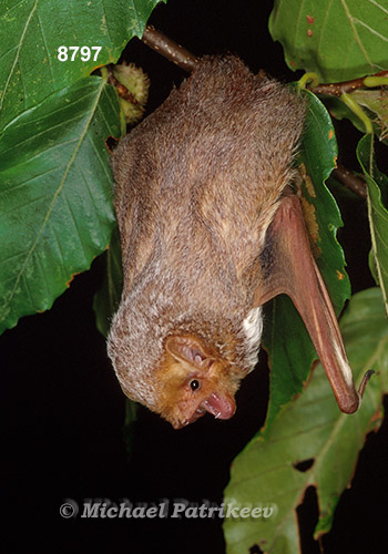 Eastern Red Bat (Lasiurus borealis)